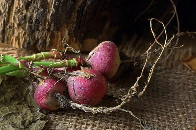 Jak radish ovlivňuje SEO optimalizaci vašich stránek