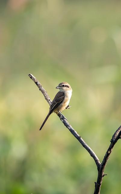 Jak funguje shrike a jak může pomoci vašemu SEO?