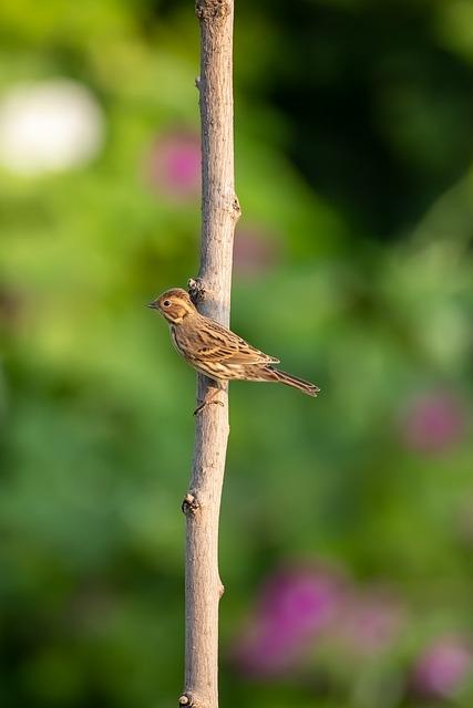 Jak správně používat anglicko-český překladač pro shrike