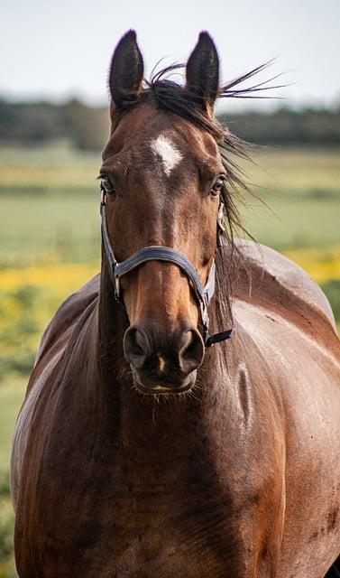 Co je to gelding a jak to ovlivňuje koně?