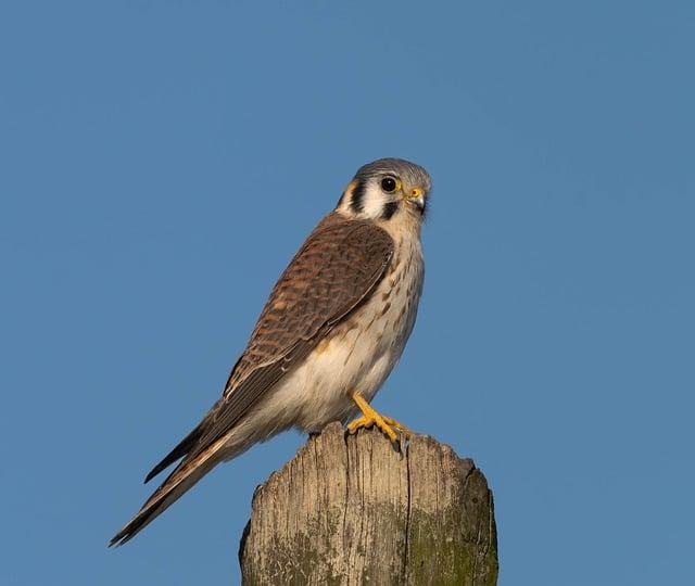 Jak používat Hawk - Anglicko-Český Překladač