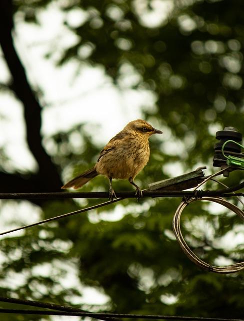 Překlad slova mockingbird do češtiny