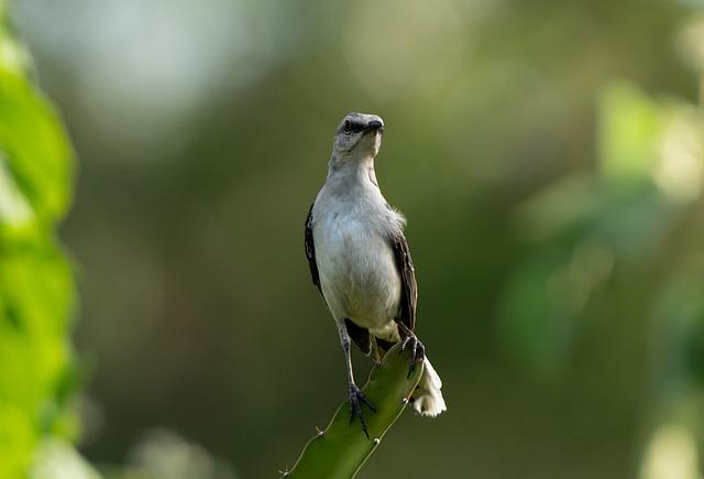 Výklad slova mockingbird v anglicko-českém slovníku