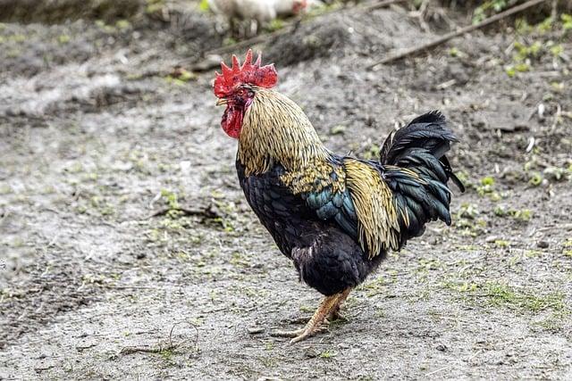 Význam Slova“ crow “ Anglicko Český Překladač