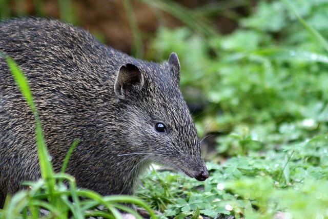 Význam Slova“ bandicoot “ Anglicko-Český Překladač