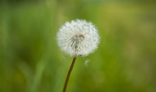 Překlad: pustule  – Anglicko-Český Slovník