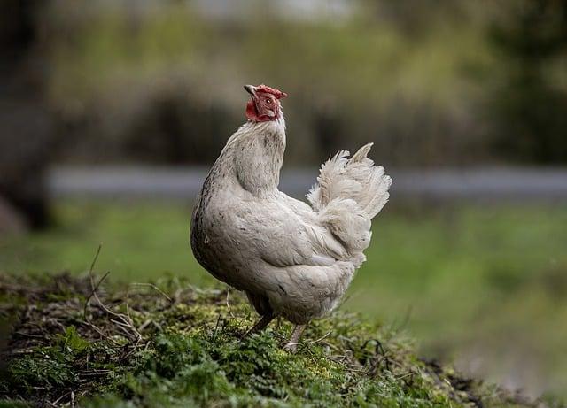 Překlad: rooster  – Anglicko Český Slovník