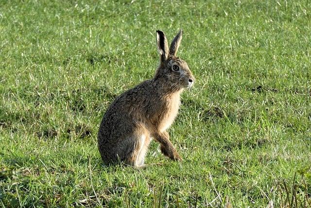 Překlad“ hare „