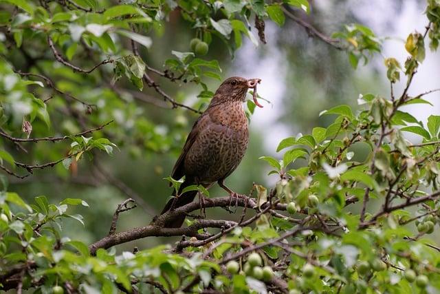 Co Znamená starling ? Anglicko Český Slovník