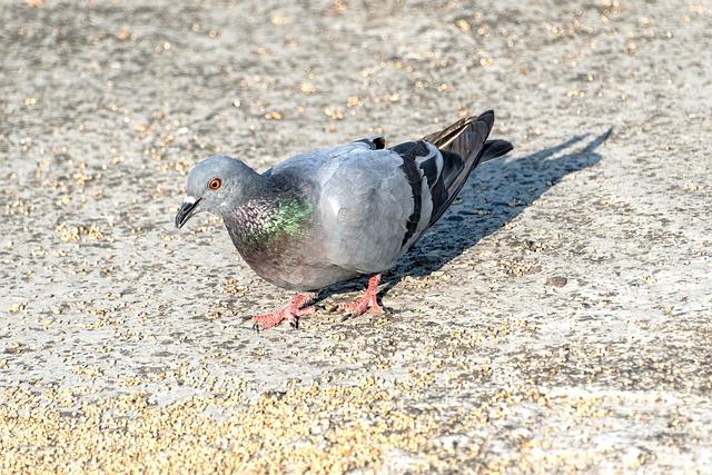 Překlad: pigeon  – Anglicko-Český Slovník