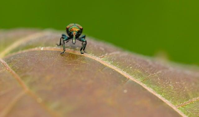 Význam Slova“ weevil “ Anglicko Český Překladač