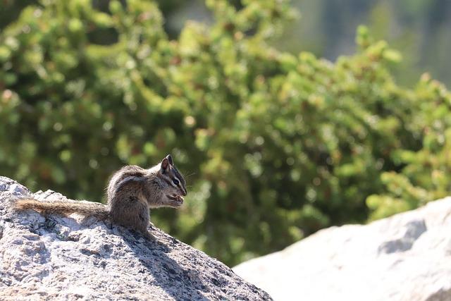 Scurry: Význam a užití v běžné řeči