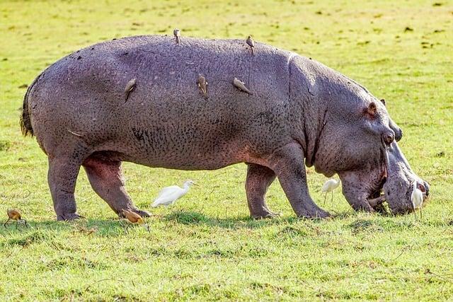 Nejlepší způsob jak zapamatovat si překlad slova hippopotamus