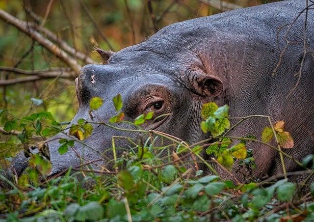 Co je hippopotamus a proč⁣ je důležité znát jeho význam?