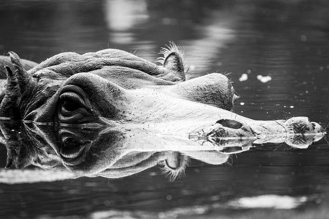 Jak funguje Anglicko-Český překladač pro slovo hippopotamus?