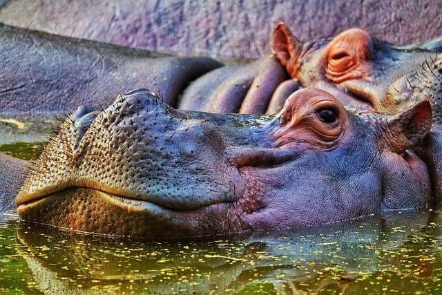 Tipy jak efektivně⁣ používat‌ překladač pro hippopotamus