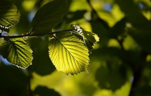 Význam slova: foliage  – Anglicko-Český Překladač