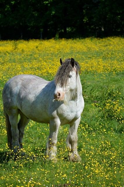 Význam slova: stallion  – Anglicko-Český Překladač