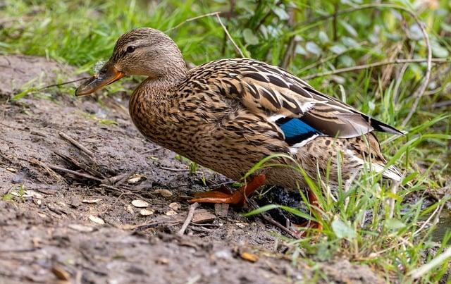 Význam slova: riverbank  – Anglicko-Český Překladač