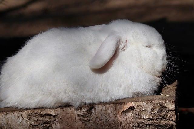 Co Znamená aries ? Anglicko Český Překladač