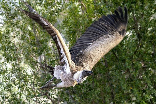 Překlad: vulture  – Anglicko Český Slovník