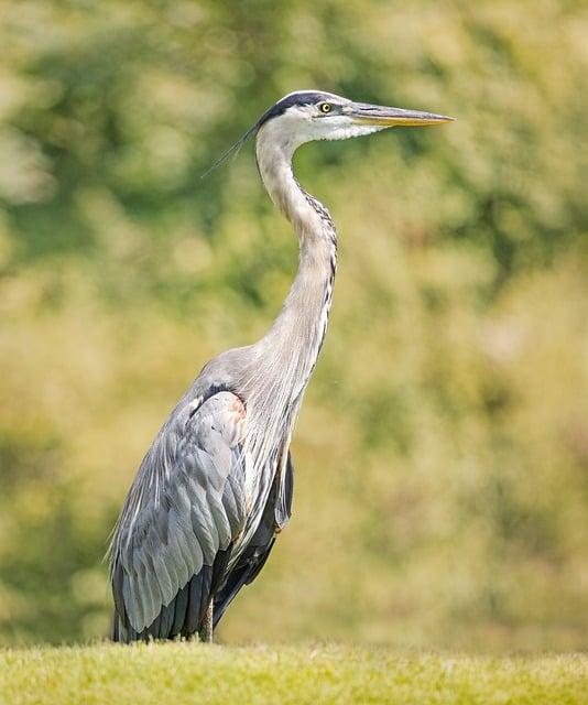 Význam slova: lack  – Anglicko Český Překladač