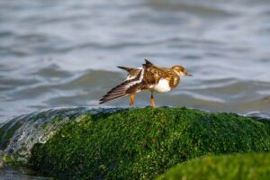 Význam slova: algae  – Anglicko-Český Překladač