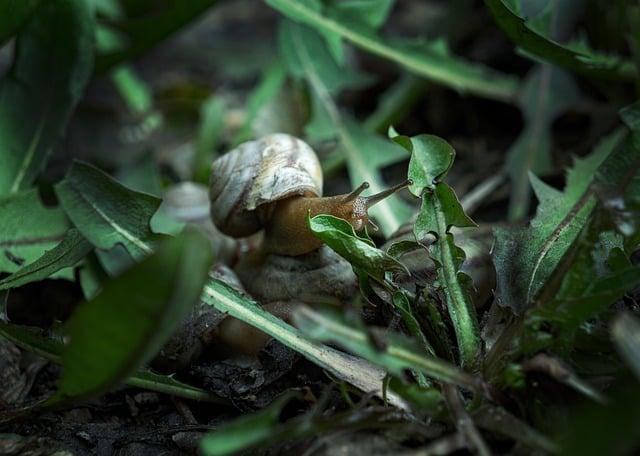 Význam Slova“ mollusk “ Anglicko Český Překladač