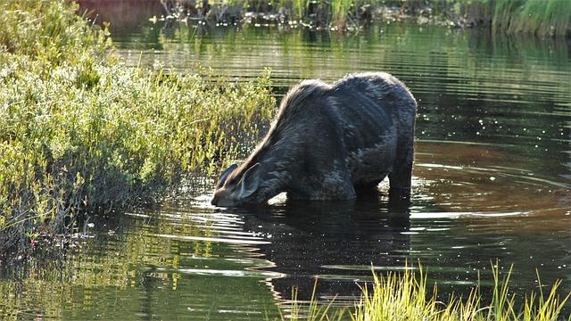 Překlad“ snot „