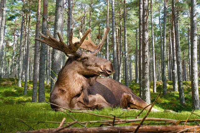 Jak si vybrat spolehlivý Anglicko-Český překladač online