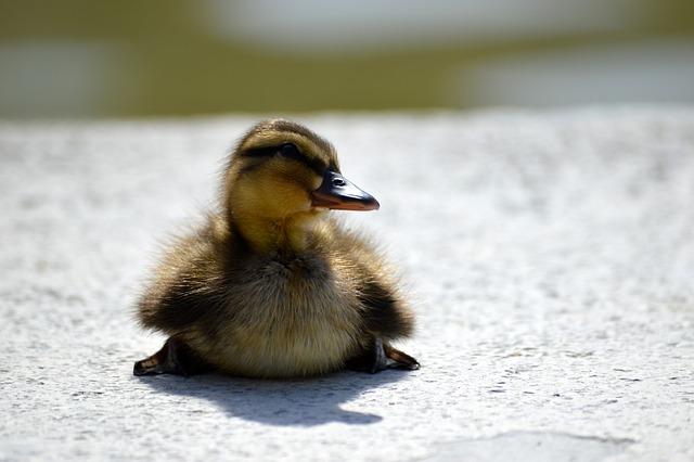 Jaký význam má slovo ovipositor v anglicko-českém slovníku?