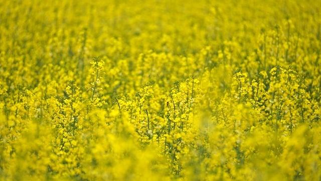 Výhody používání canola oil