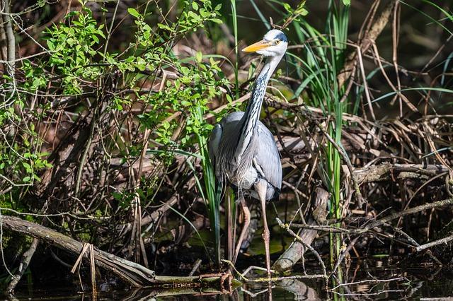 Co je to swamp a jaký⁢ je ⁤význam?