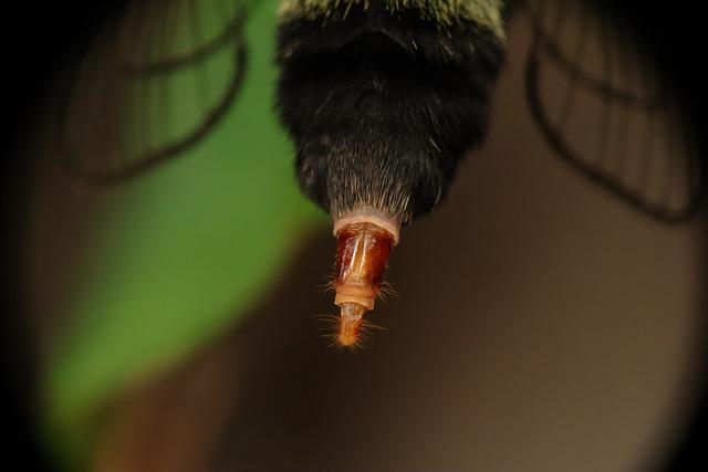 Ovipositor: Význam a použití v biologii a entomologii