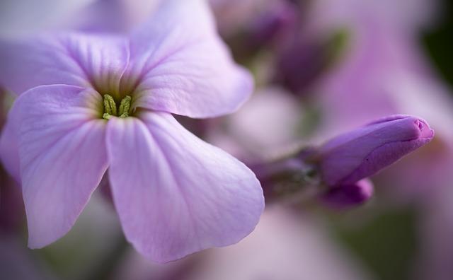 - Jak používat rogue v angličtině a jak ho přeložit do češtiny