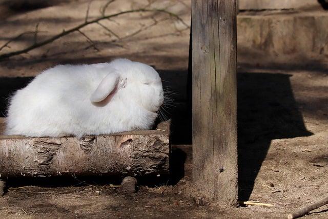 Nejlepší ​způsoby, jak​ používat Aries k překladu