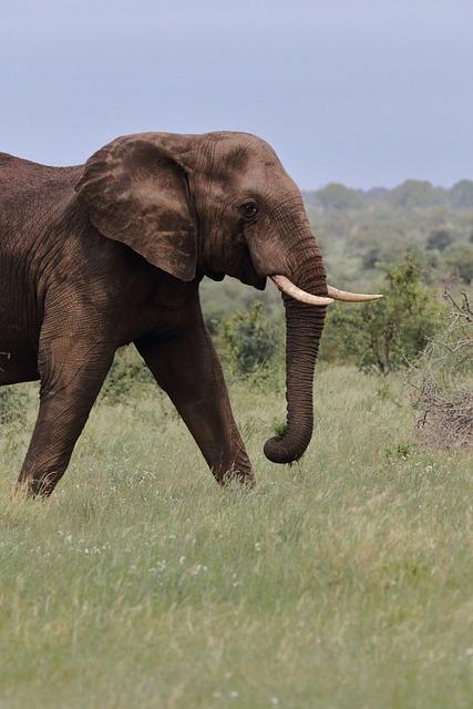 tusk - Co to znamená? Anglicko Český Překladač 3 Anglicko-český překladač online