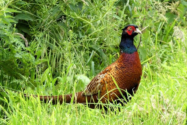 Co Znamená pheasant ? Anglicko-Český Slovník