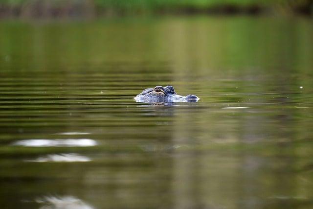 Co Znamená gator ? Anglicko-Český Překladač