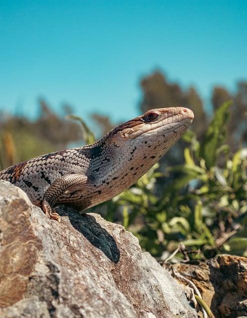 Co Znamená skink ? Anglicko-Český Překladač