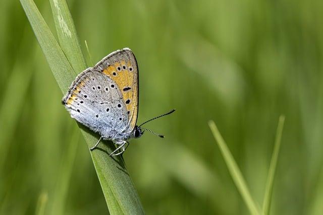 Význam Slova“ yellow jacket “ Anglicko-Český Překladač