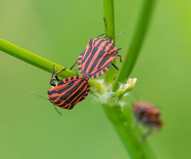 Překlad“ mating „