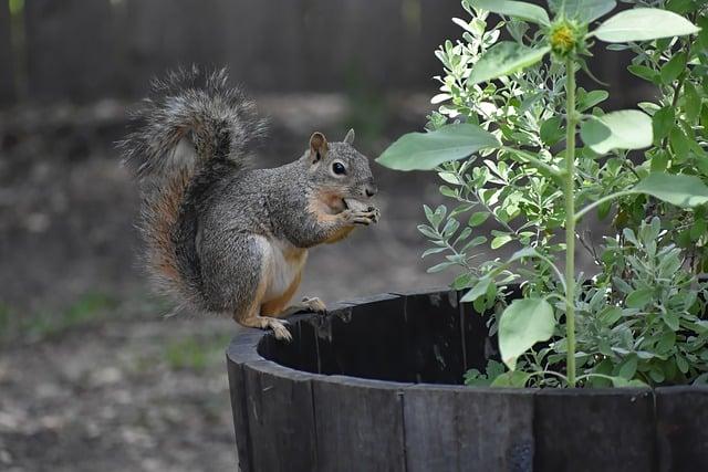 rodent  – Co to znamená? Anglicko Český Slovník