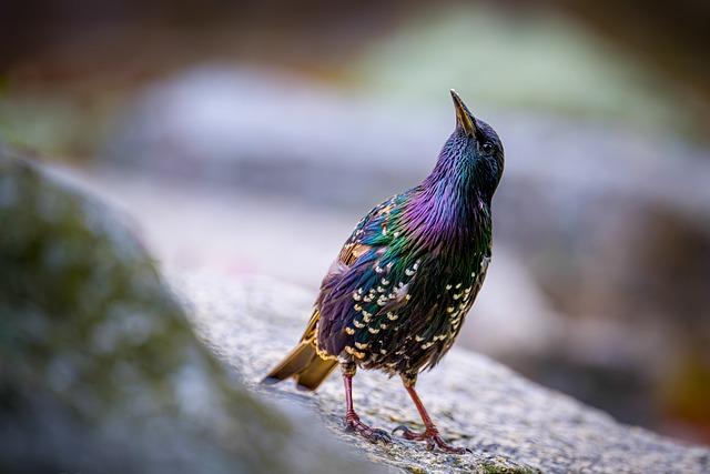 1. Jak funguje algoritmus Hummingbird ve vyhledávačích?