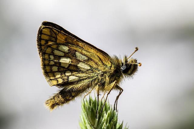 - Úplný průvodce Checkrem a jeho významem