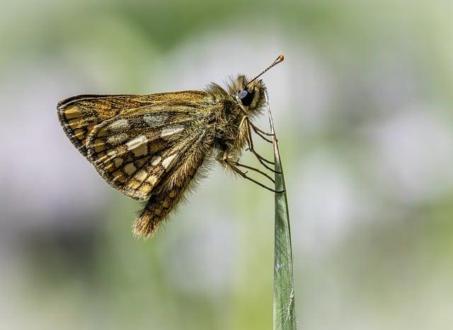 - Jak efektivně využít Česko-Anglický Překladač?