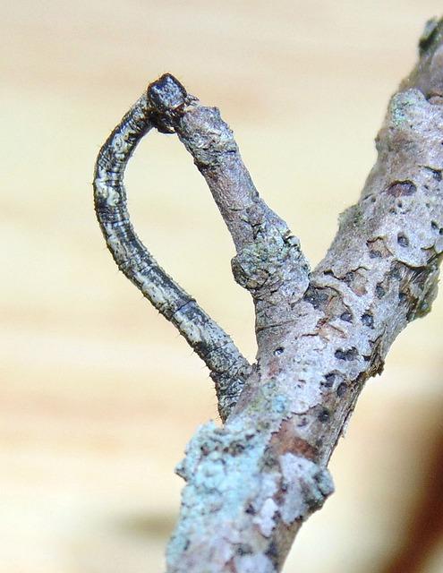 Co Znamená inchworm ? Anglicko-Český Překladač 4 Výhody používání inchwormu při překládání