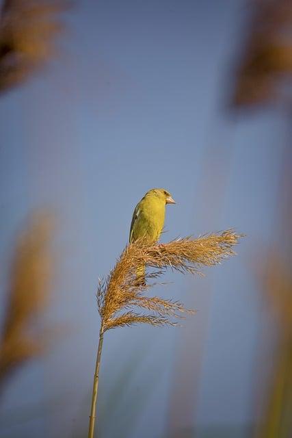 Nejlepší způsob, jak optimalizovat SEO pomocí Sparrow