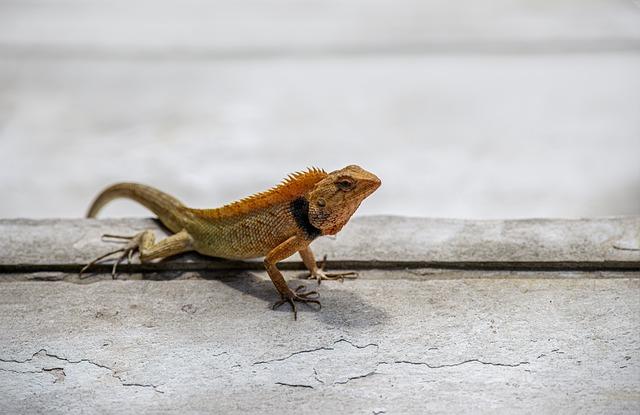 Jak zlepšit pozici vašeho webu pomocí klíčového slova vertebrae?