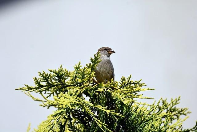 Co je Sparrow a proč je důležitý?